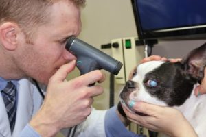 Dr. Todd performs routine veterinary medical care eye exam on dog at Streetsville Animal Hospital