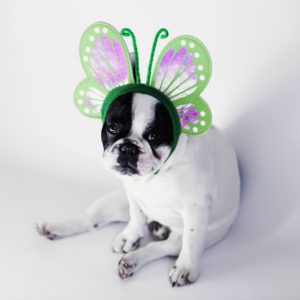 Boston dog with halloween butterfly ears for Halloween tips blog post