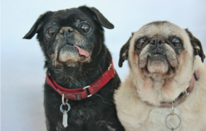 A black and tan pug posing for Streetsville Animal Hospitals Blog
