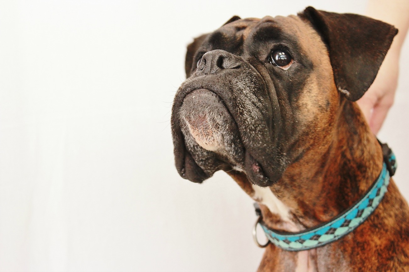Home page image of Boxer Dog for Streetsville Animal Hospital Veterinarian in Mississauga, ON