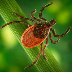 Ticks image in grass for Ticks and dogs FAQs
