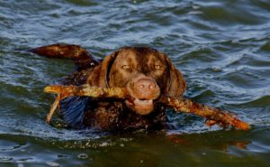 Healthy dog playing to represent Veterinary Services at Streetsville Animal Hospital, Mississauga