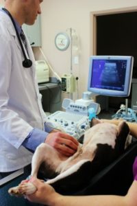Dr. Cory Todd performs abdominal Ultrasound on dog at Streetsville Animal Hospital