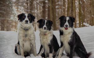 Dogs of Streetsville Animal Hospital - Home Page, Veterinarian, Mississauga, ON